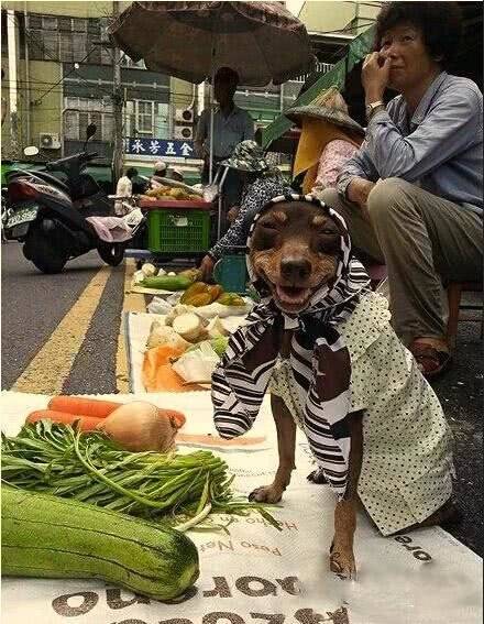 大神,这菜咋卖呀#搞笑##搞笑图片