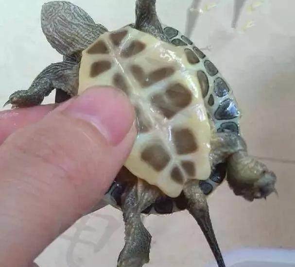 绿水怎么用