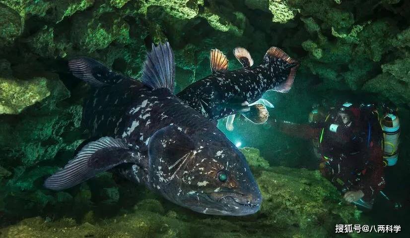 恐龙时代生活至今的巨型 四腿怪鱼 可活100岁 孕期长达5年 研究