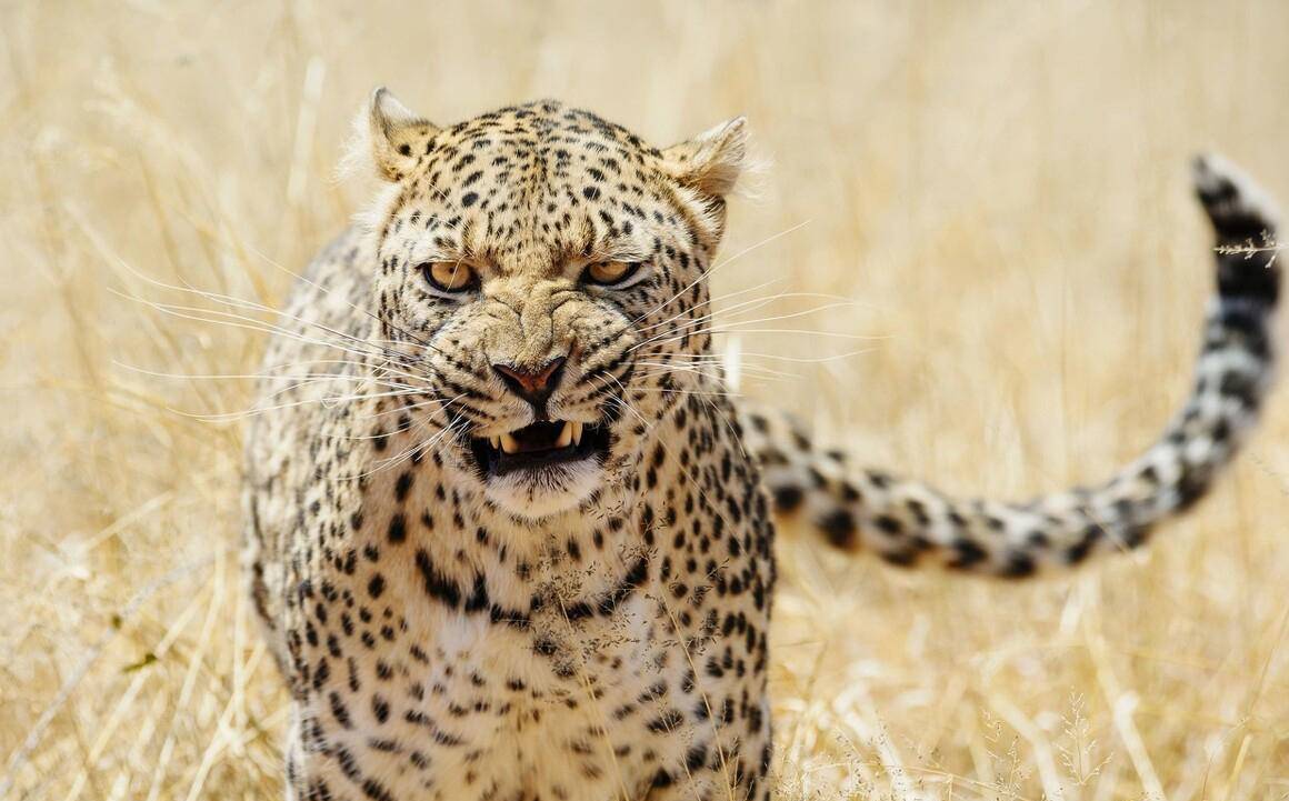 杭州动物园出逃三只豹,滑铲伏虎是臆想,遇到豹,人有还手之力吗_豹子