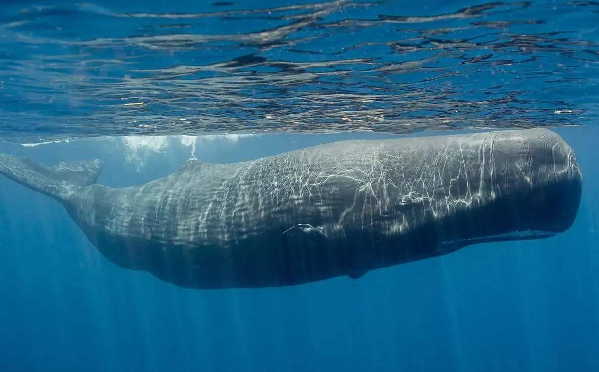 鲸鱼为什么可怕 df3bdfbf5dd5409086bf1f789d1fd185.jpeg