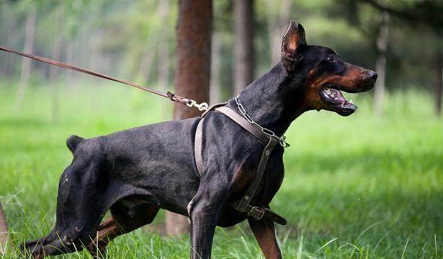 排名前十的狗_排名前十的狗狗品种(2)