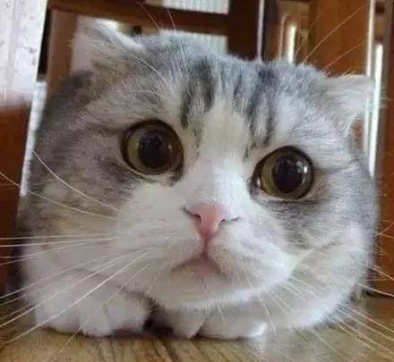 萌猫正面拍照很美 很萌 换个角度你看过吗 照片