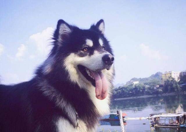 选择阿拉斯加还是拉布拉多 运动