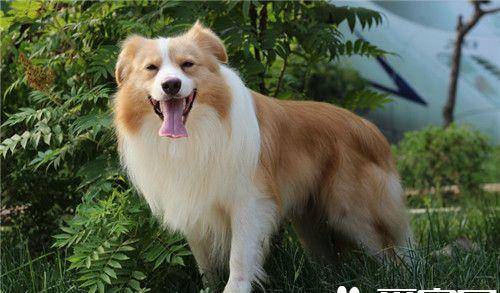 边境牧羊犬训练握手怎样教如何训练边牧看家 狗狗
