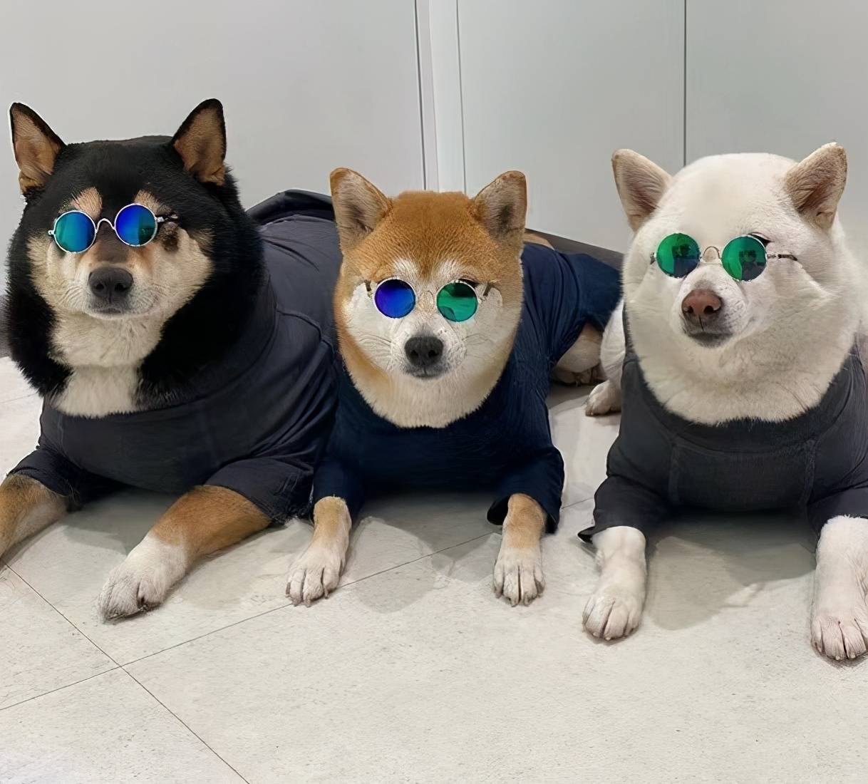 新手适合养什么颜色的柴犬 哪个颜色柴犬贵 哪个便宜 价格 新手适合养什么颜色的柴犬 哪个颜色柴犬贵 哪个便宜 价格