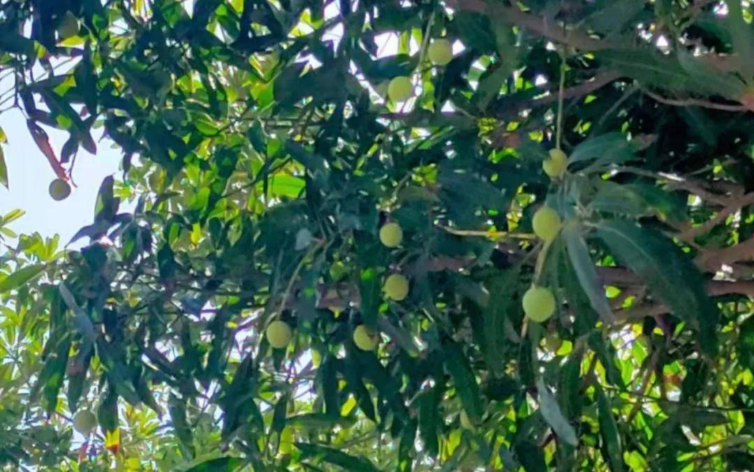 硕果累累"绿化芒" 市民意外"中头彩"_芒果