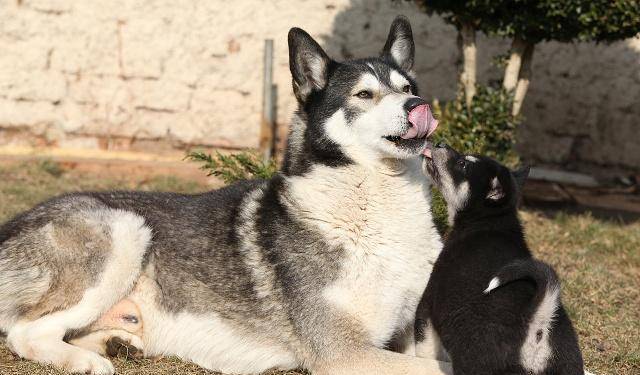 为什么有人喜欢养哈士奇 3d963c01a7e64b93845f7a8cd867b398.jpeg