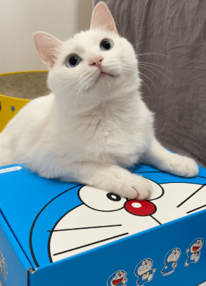 梦追,一只可爱小猫的隐喻之旅——解析梦见一只很可爱的小猫追我的深层含义 梦追,一只可爱小猫的隐喻之旅——解析梦见一只很可爱的小猫追我的深层含义