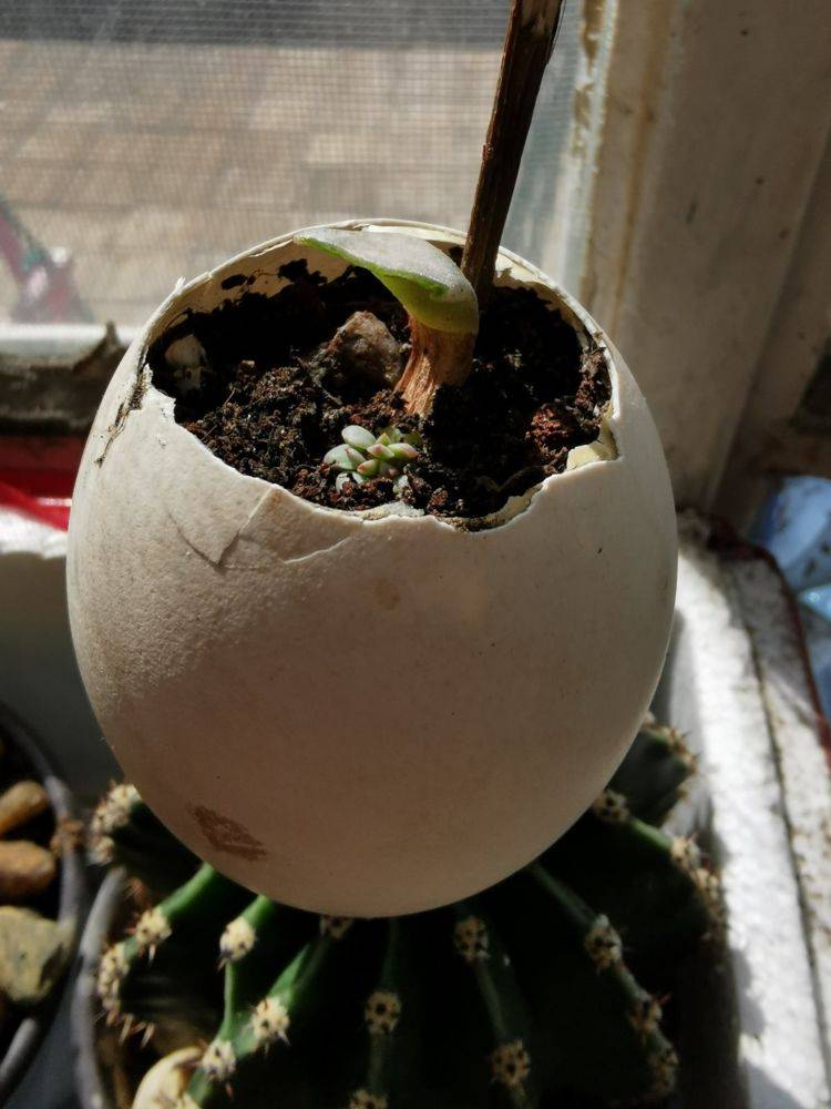 鸡蛋壳是养花利器育苗做盆景再合适不过