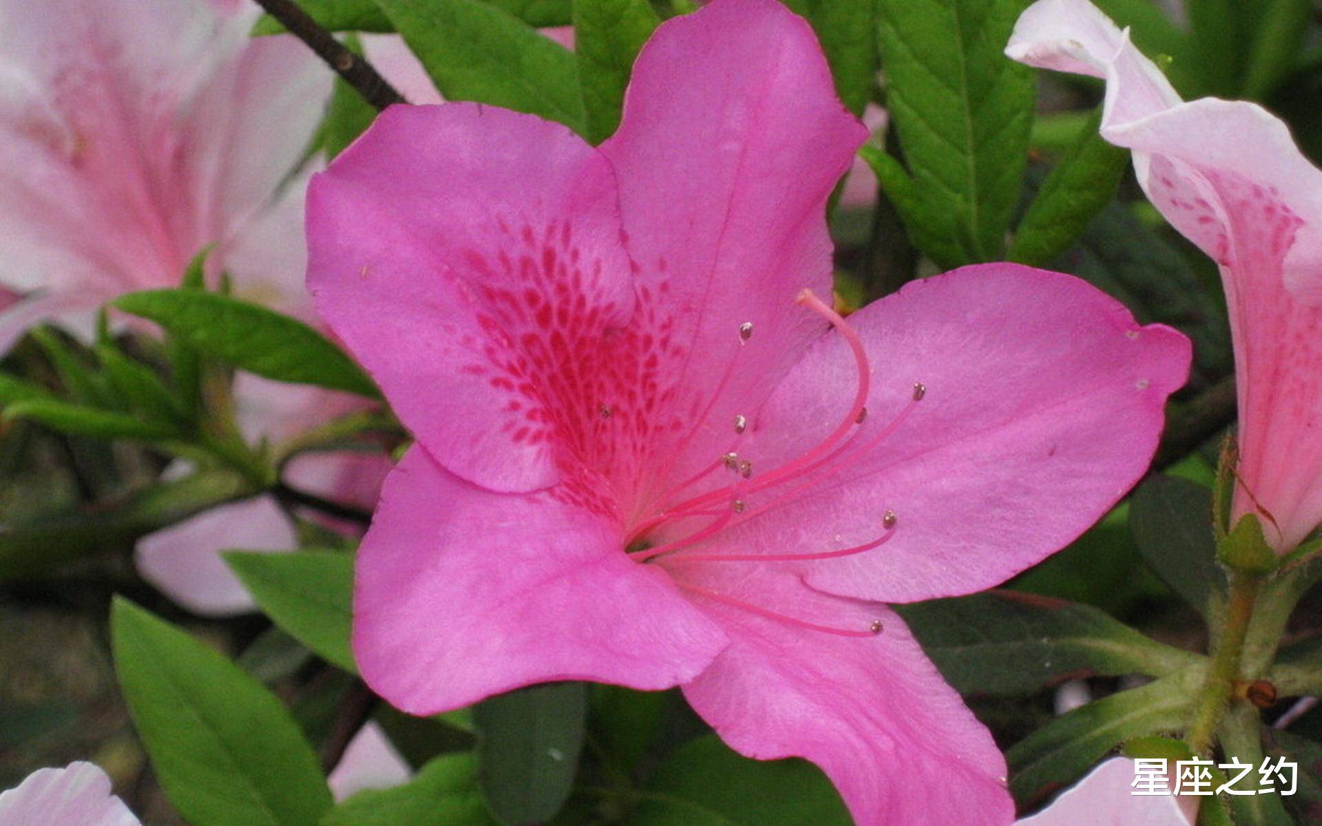 11月22日星座运势 巨蟹座全力以赴 射手座随机应变 工作