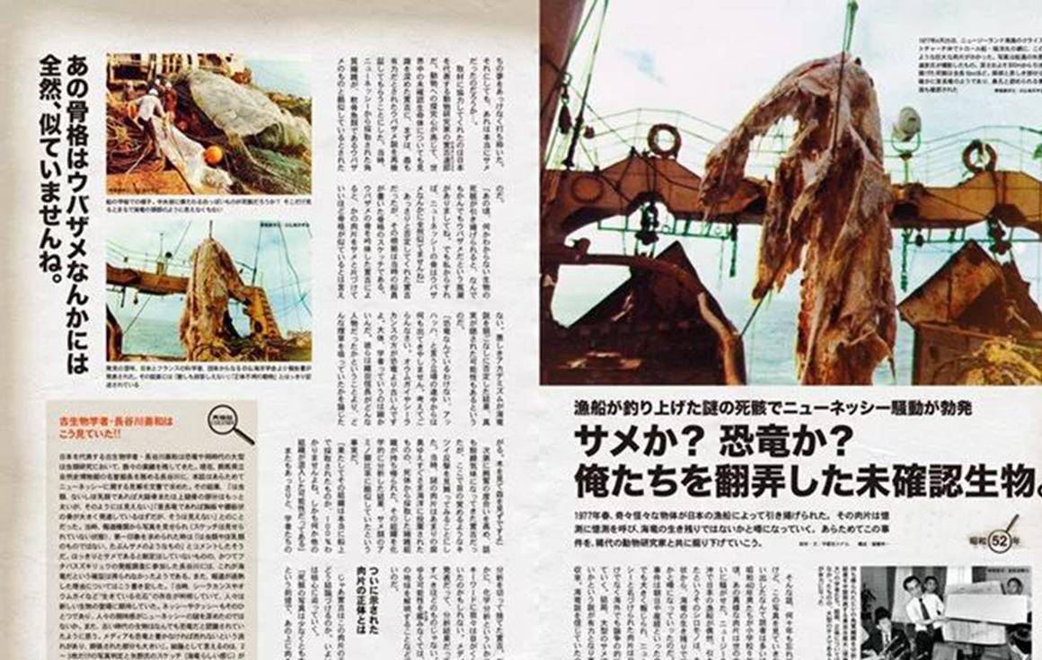 猎奇:1977年,瑞洋丸号太平洋海怪到底是蛇颈龙,还是其他生物?