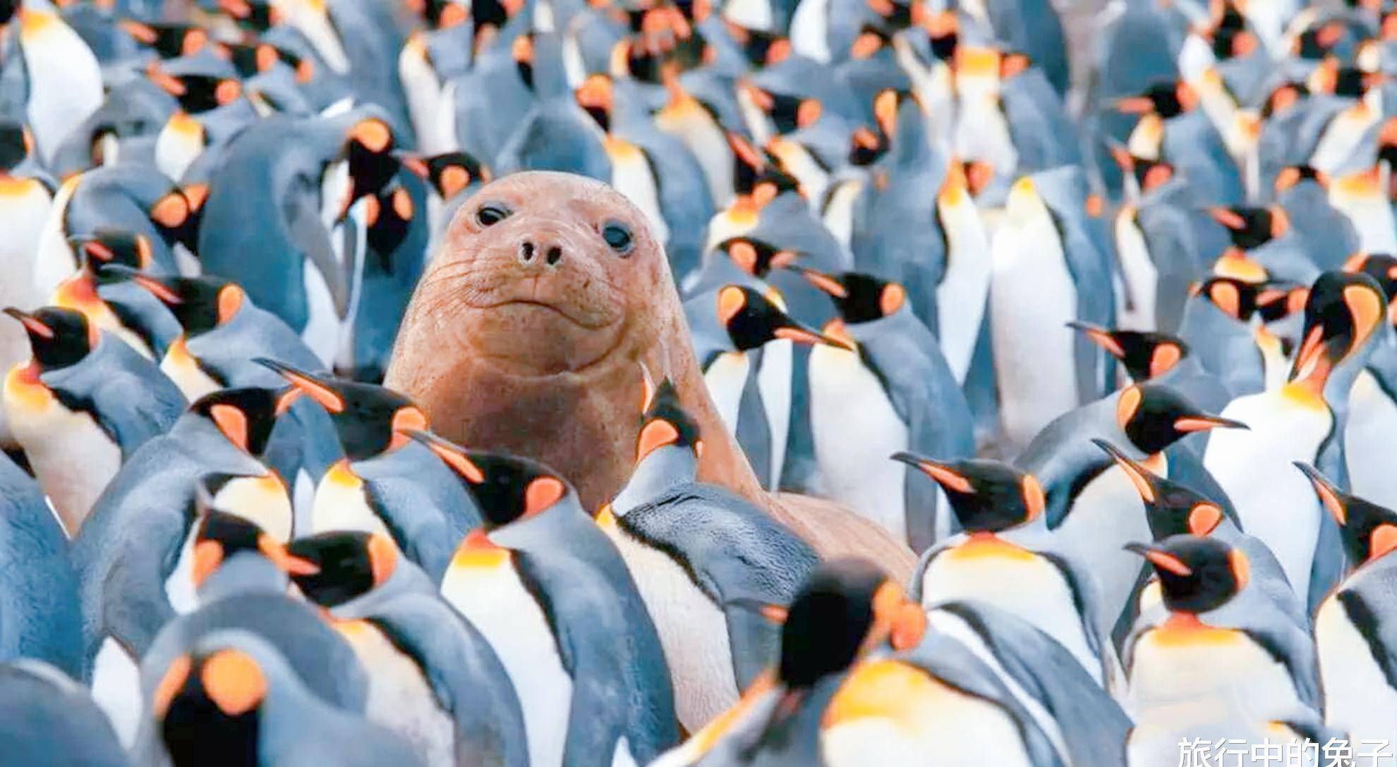 原创南极蕴藏着5亿吨深海黄金中国或成最大受益者