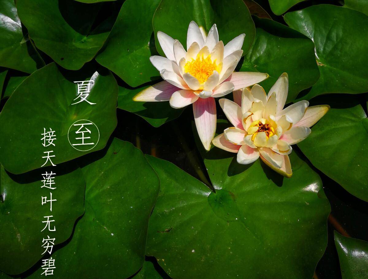 今日夏至 蝉始鸣 半夏生 民俗