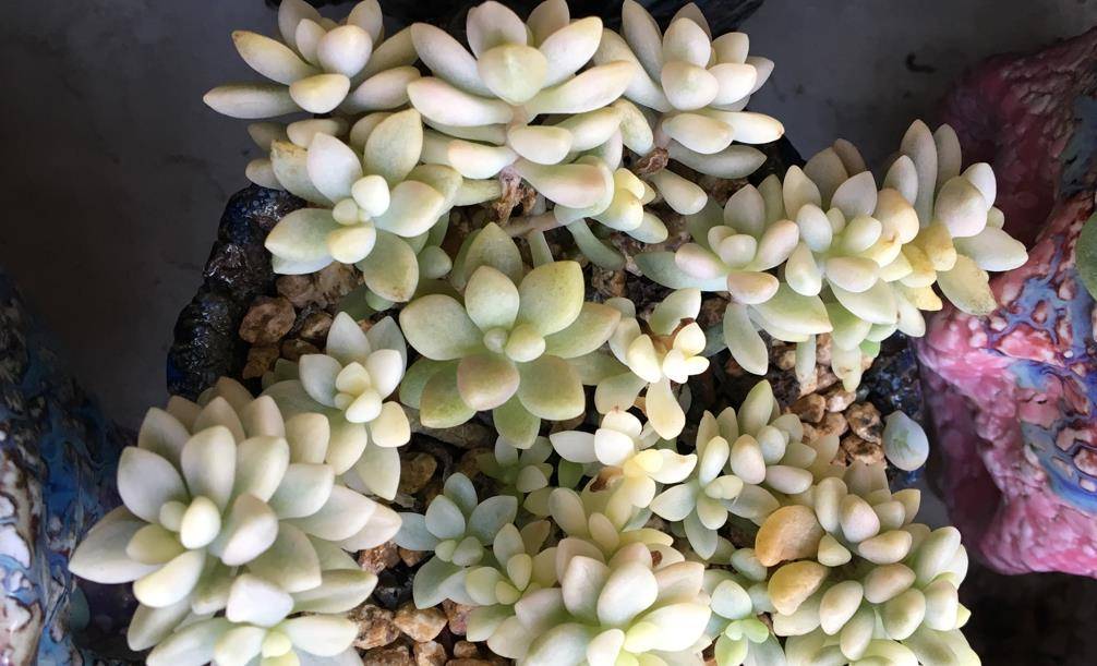 九个月可以吃肉吗 d2609ce71b364296b328d53649658f0c.jpeg