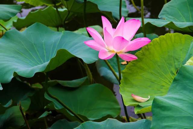 開了開了泰安荷花開了滿屏都是夏至的味道