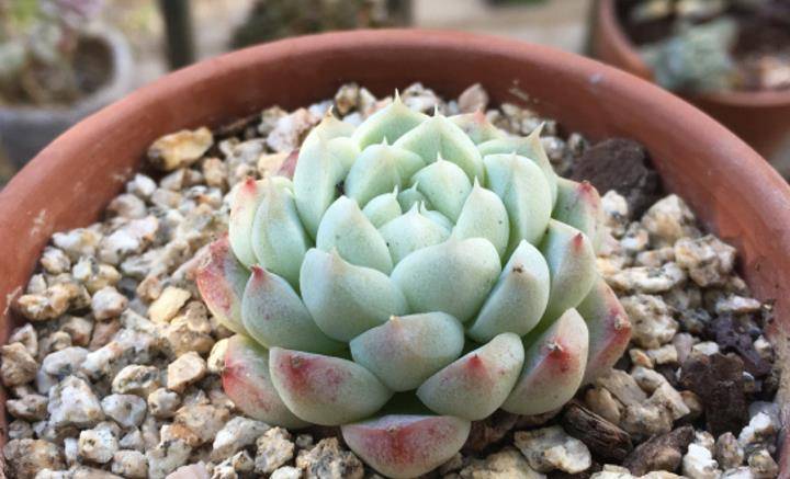 只闻其名,难觅其踪的月影系多肉阿尔巴美妮,你有没有养过?