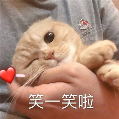 炒鸡甜的猫咪撒娇表情包合集