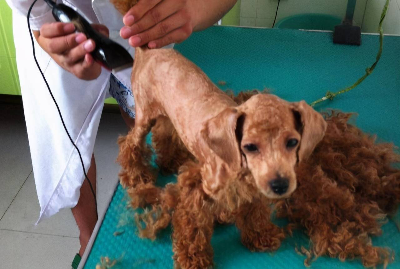 这5大行为,简直就是给泰迪"上刑"