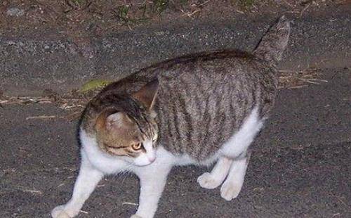 小猫咪叫喵喵喵 ce2edbb27fcb480e95a7cf32b006e5fd.jpeg