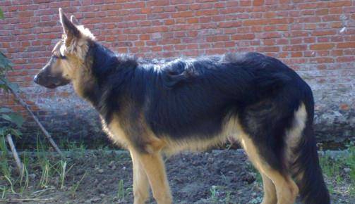 藏獒的排名_中国藏獒十大獒王排名