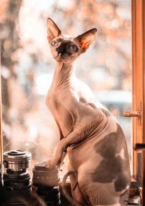 猫咪|萌宠猫咪的图片合集