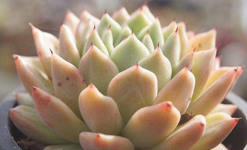 多肉拉霍亚——带爪的东云,堪称爪系基因与东云系基因的完美结合