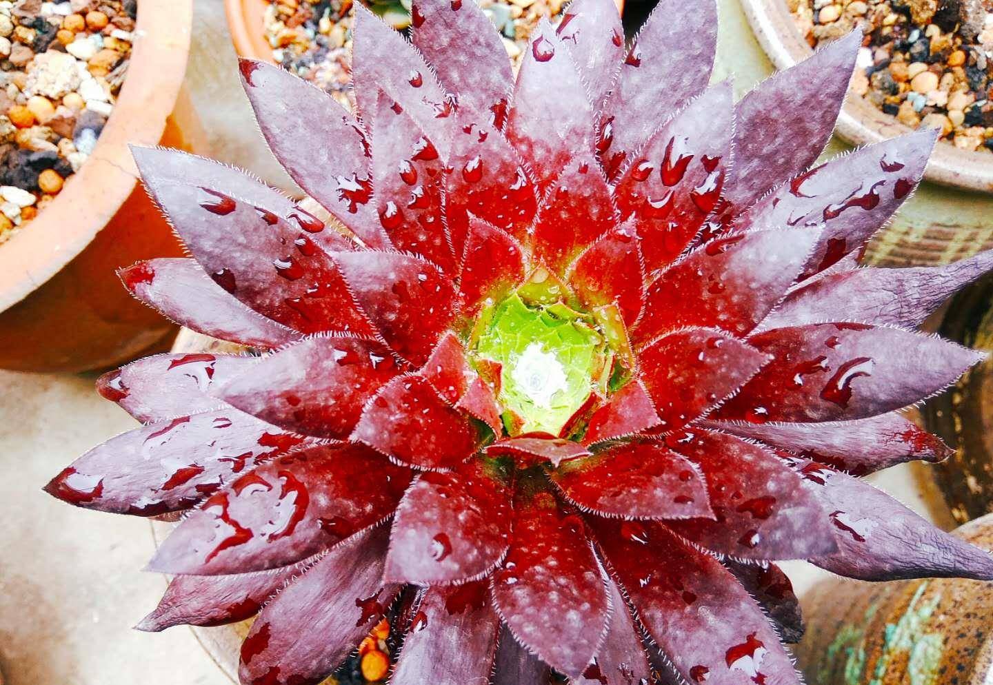 多肉孔雀法师一种不养心里不爽养多了心里又难受的法师品种