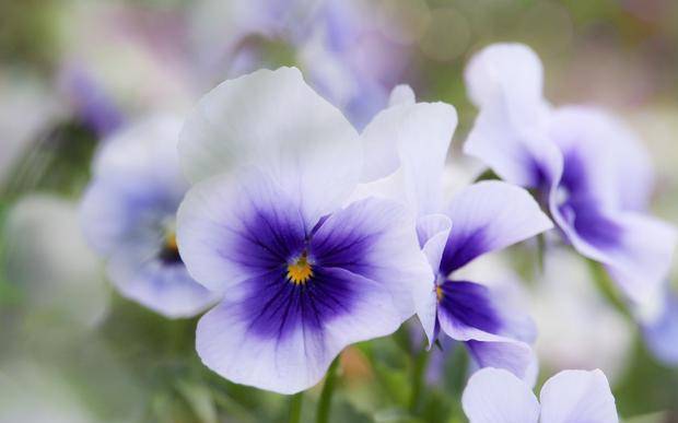 6 30 7 2星座运势 双子人缘不错 狮子量力而行 摩羯谦虚谨慎 未来