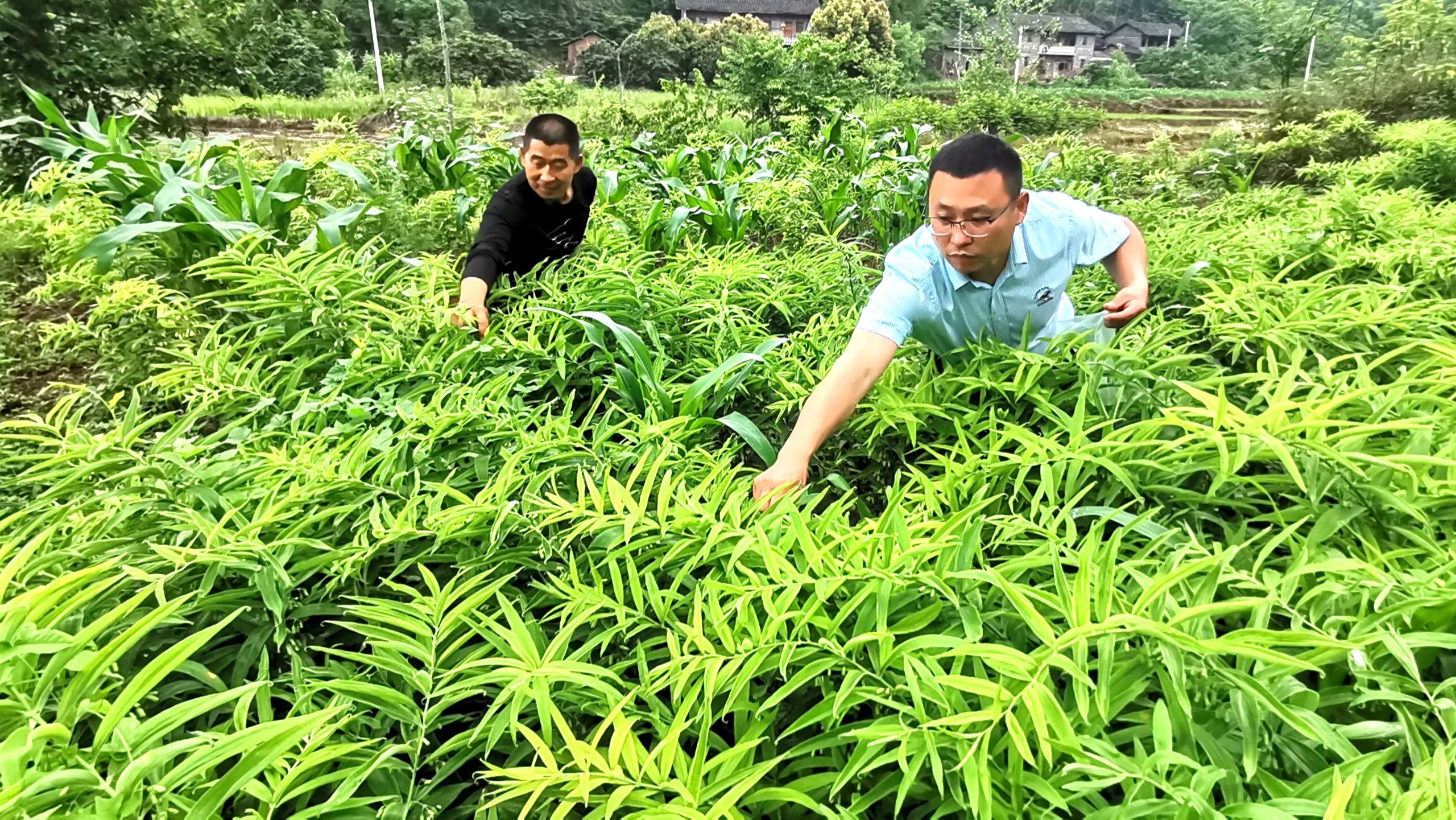 视觉版四川蜀妙农业做长黄精产业链