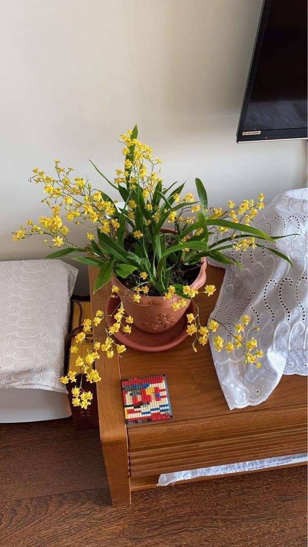 北阳台也能养的花,家里没光照样开花,超适合冬天_植物