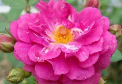 蔷薇花几月份种最合适 af921d79bac94766a7b70b88ceac7148.jpeg