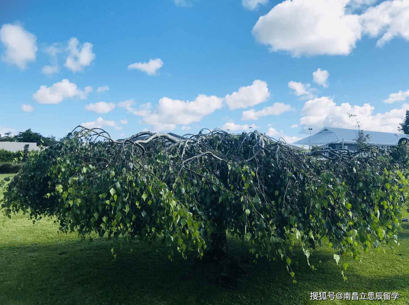 国立南方理工学院留学本科一年学费加生活费多少 新西兰