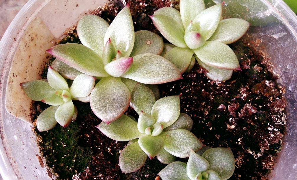 多肉小苗 bf0d8f890de543d6aeb4f5f2460ad077.jpeg