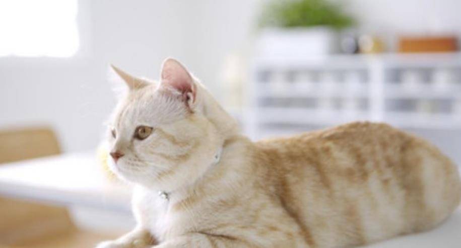 如何快速获得一只猫咪 ca3e93d28f89475a91a83d0310241237.jpeg