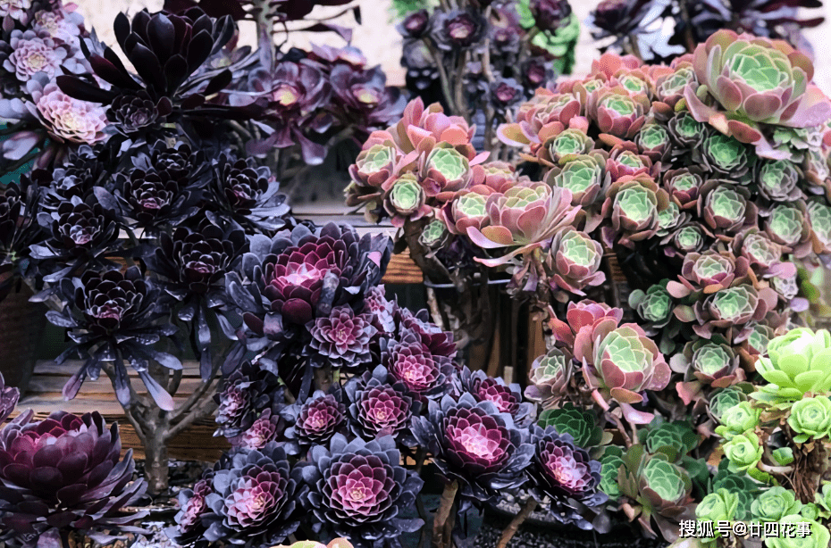 原创2种多肉睡美人梦中度夏休眠更美值得拥有