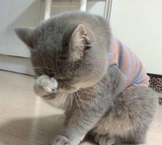 猫为什么特别爱蹭主人的手 de7a9a7d56ac4d5fab6f450d815016ec.jpeg