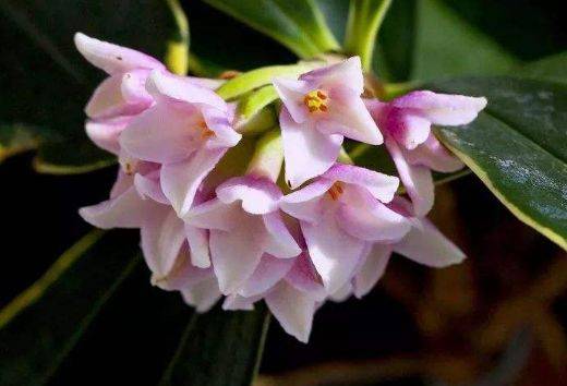 6月二十日开始 家养此款花卉 四季有花开 一养就爆盆 养护