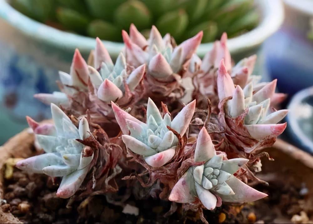 仙女杯多肉难度夏教你几个养护方法不黑腐化水秋天长势好