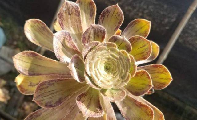 多肉法师拉丝锦分枝黑腐怎么办?即刻将其切掉,否则主干也会黑腐