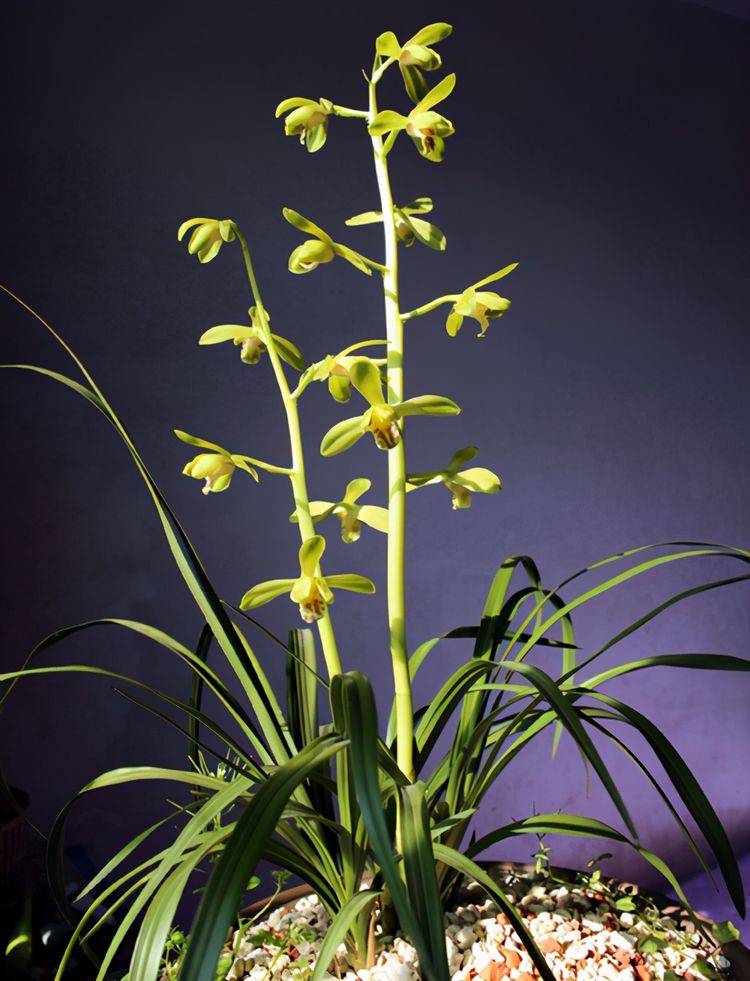 原创蕙兰大一品花色艳丽花朵多还不买回家