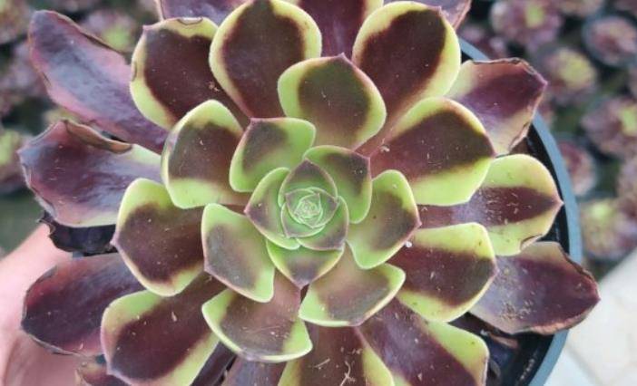 多肉欧佳丽法师非常有特点,也非常漂亮,但怎么养才不会退锦呢?