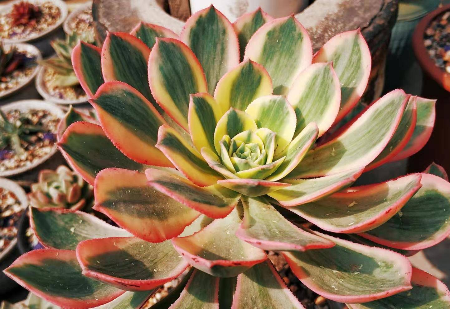 多肉灿烂法师每年夏天叶片都会干枯然后烂掉究竟该怎么来养啊