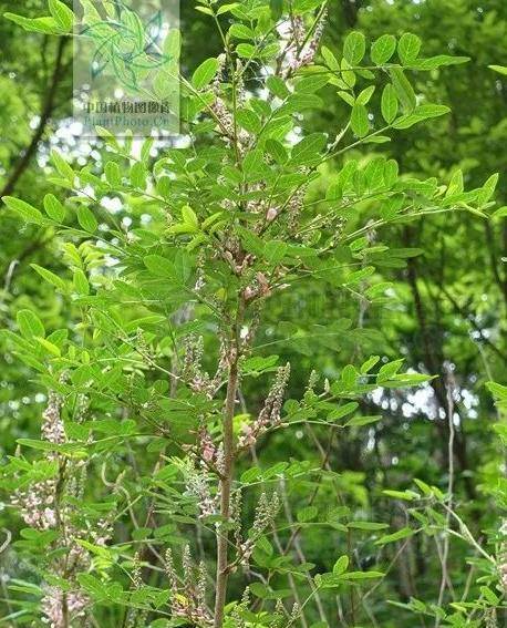 来源产地为豆科植物马棘的根或地上部分.