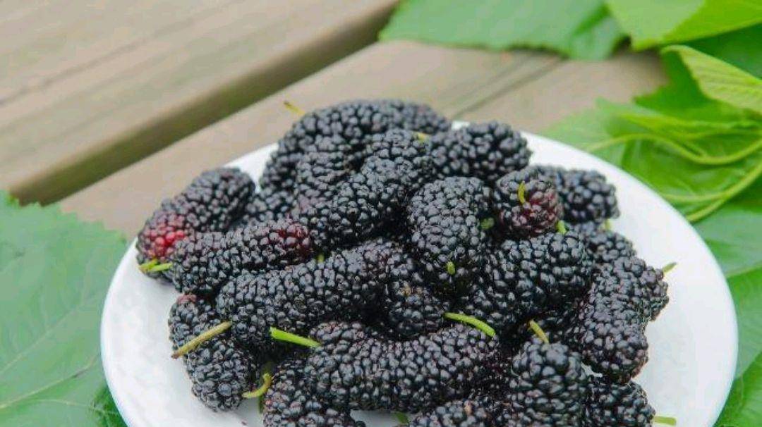 生桑葚怎么煮水喝 4357cdb166e1499dadf97d9efd5cd4b5.jpeg