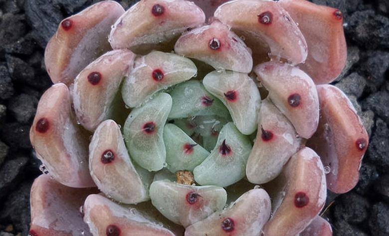 多肉苦艾酒,既具有尖尖的爪子又带有漂亮的暗纹,怎能让人不爱?