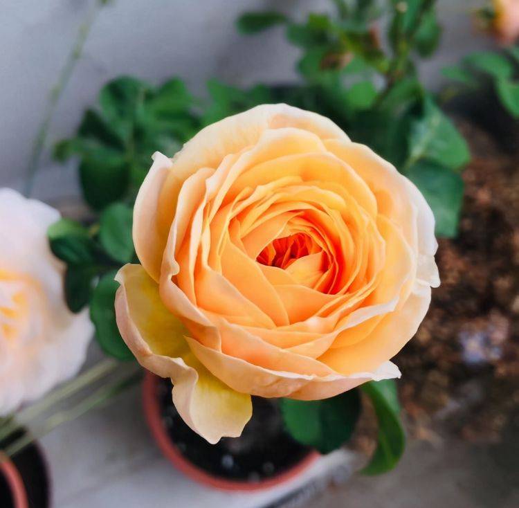 月季"切花朱丽叶"这样养,开花又美又仙,耐热耐寒花期长_光照