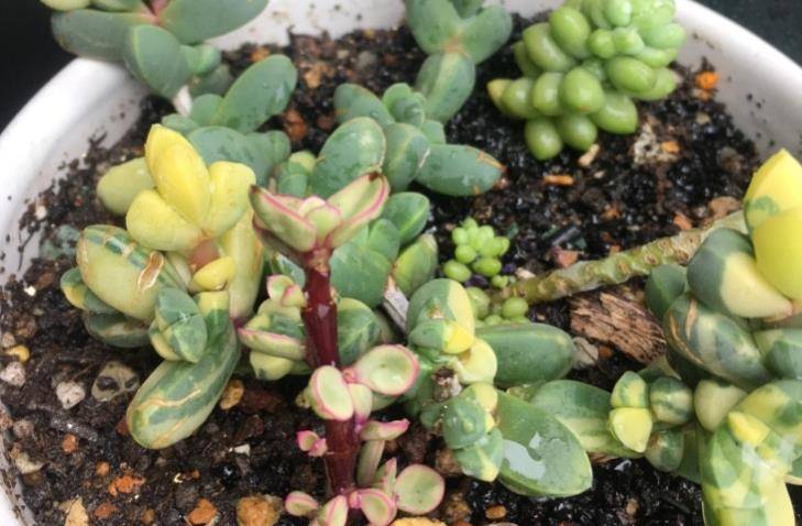 多肉黄金鹿角海棠就是鹿角海棠锦但假的很多我们可以这样区分