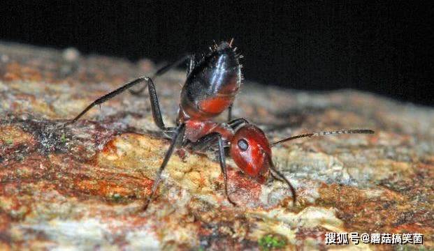 世界上有没有能进化出会自爆的生物 海参