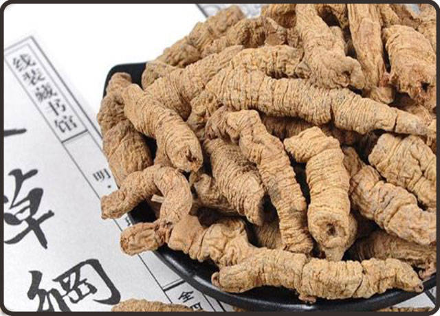 巴戟天的功效与副作用